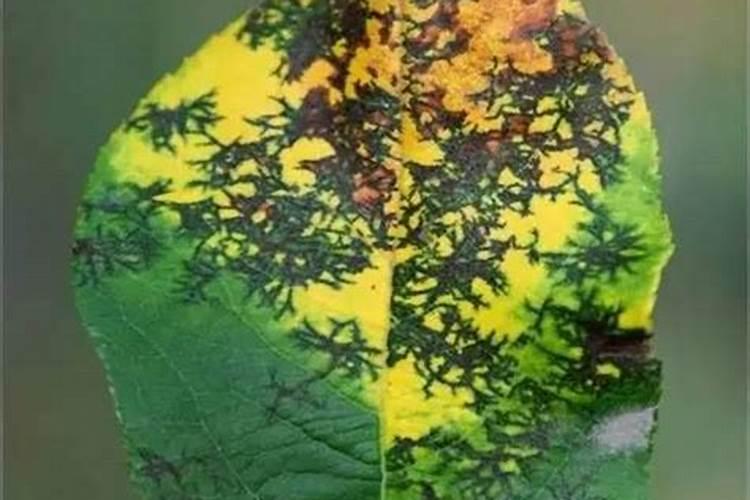 战胜苹果褐斑病：有效防治策略详解
