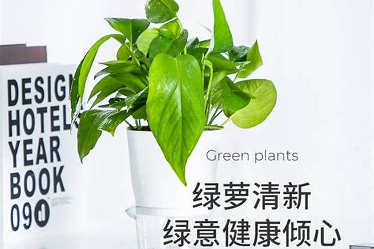 绿萝怎么用颗粒氮肥养护叶子？