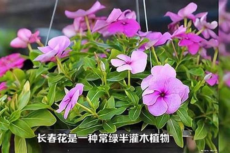 长春花的繁殖方法