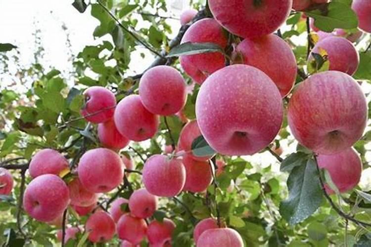 苹果采收以后要怎么管理？