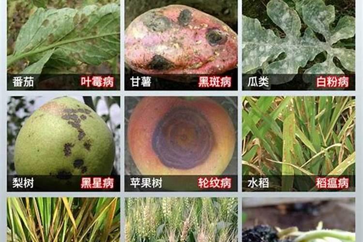 妙用甲基硫菌灵病虫害防治解析