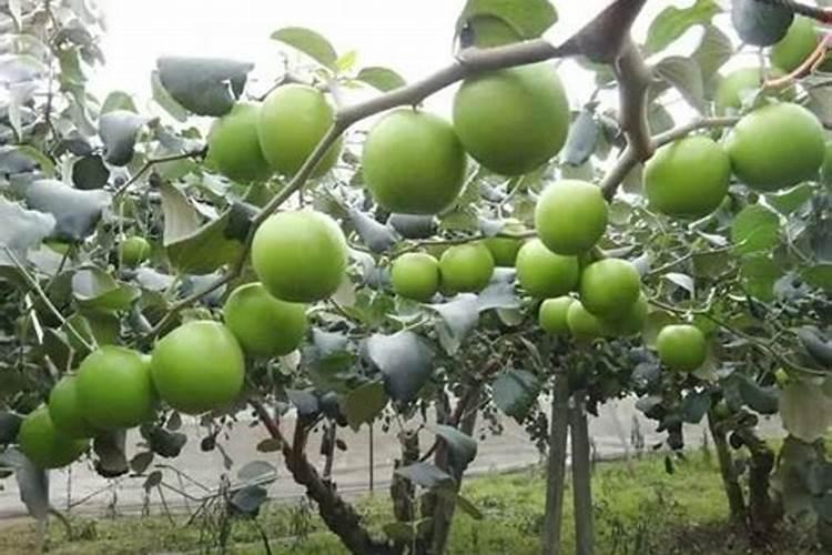 广西蜜丝枣种植的正确方法？