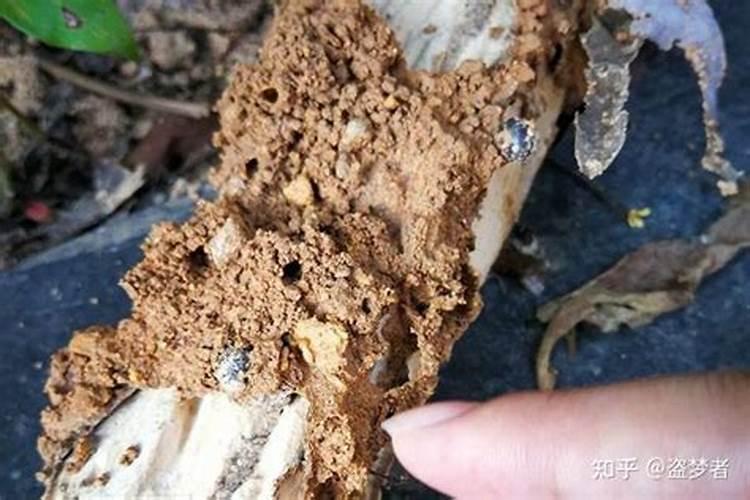 白蚁为什么让农民们憎恨？