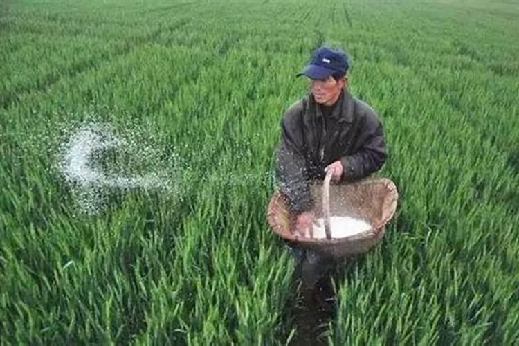 掌握关键：大豆种植中的氮肥施用技术