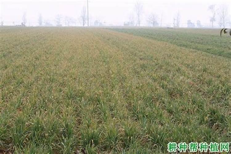 麦苗发黄是什么原因？麦苗发黄如何补救？