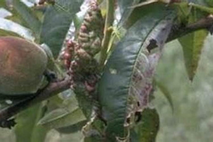 桃树细菌性穿孔病防治