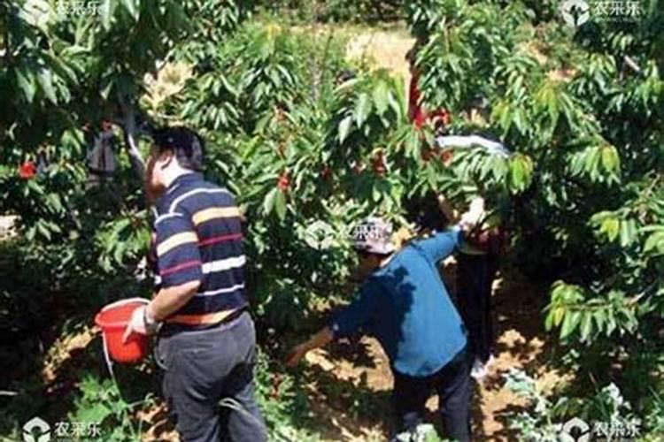 樱桃采摘后应该如何管理？