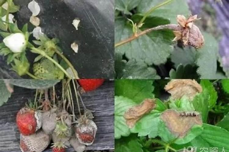 荸荠球茎灰霉病：识别、防治与持久管理