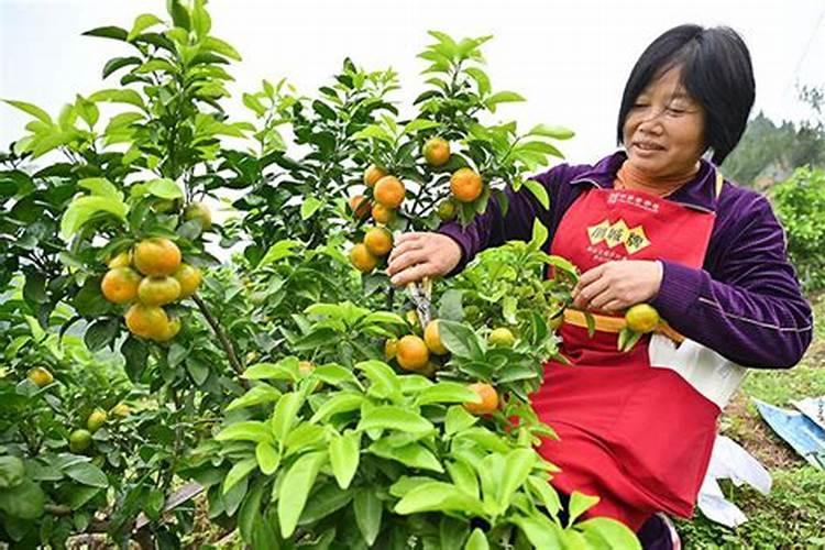 柑桔管理年历―5月份管理