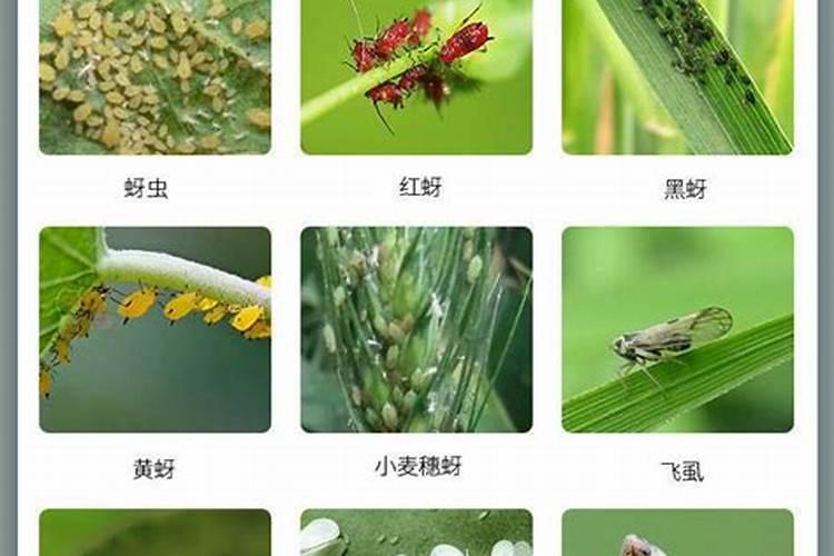 桃树中了吡虫啉的药害,落叶,该怎么挽救