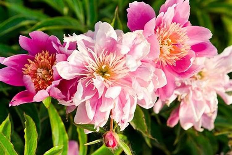 绽放之美：芍药根块带芽种植与养护秘籍