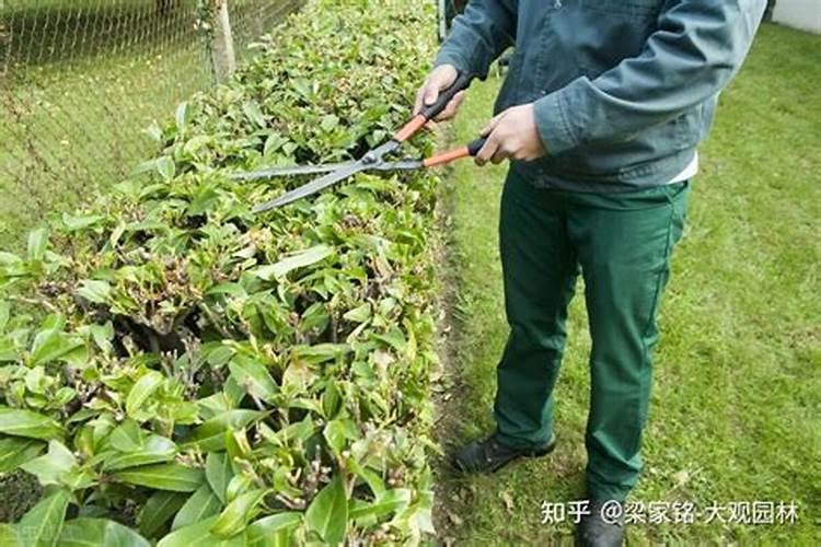 绿篱要怎样整形修剪？