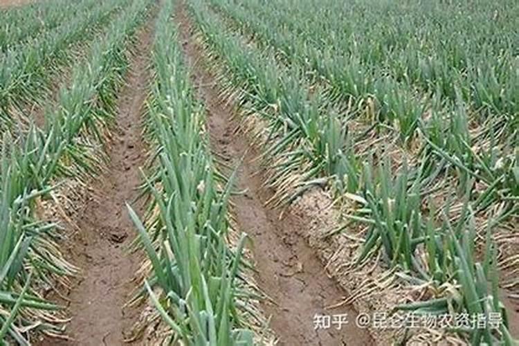 大葱种植时,为什么会出现烂根现象？要怎么防治？