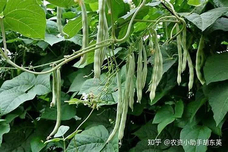 芸豆烂根死秧怎么治