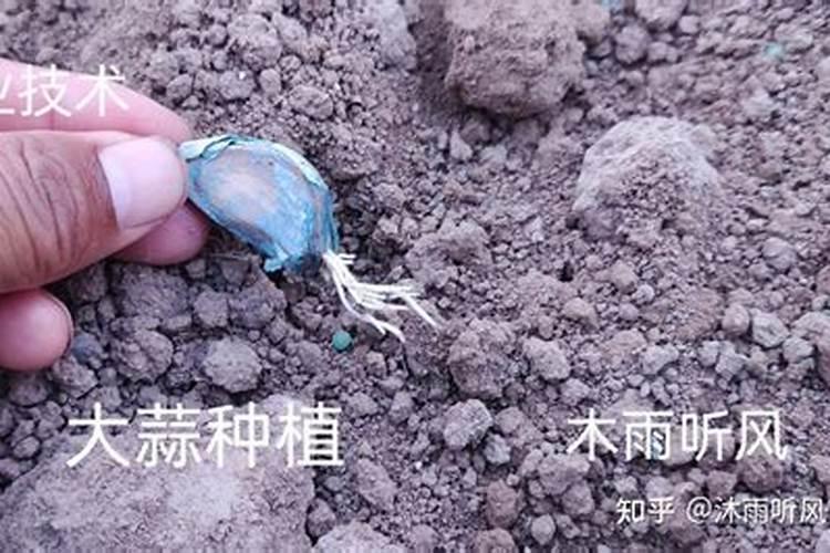 芸苔素内酯什么时候用最好