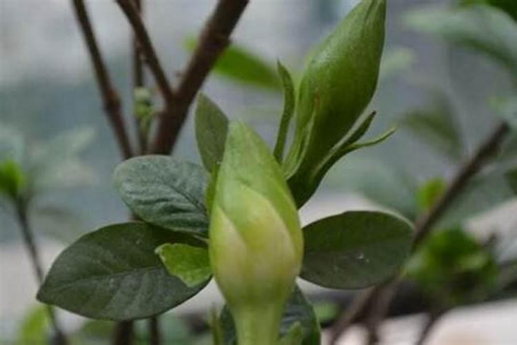 栀子花长花苞不开花是什么原因？