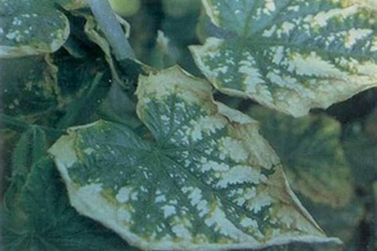 揭秘黄瓜药害：识别与救治的科学之道