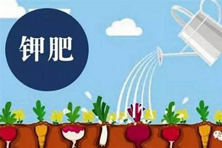 你了解钾肥吗,钾肥最适用哪些作物？
