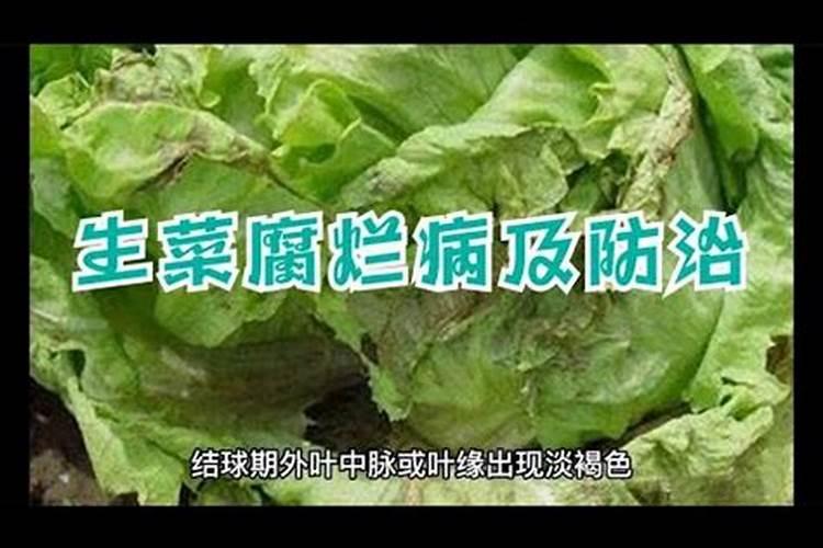 生菜腐烂病的药剂防治策略：确保健康收成的关键步骤