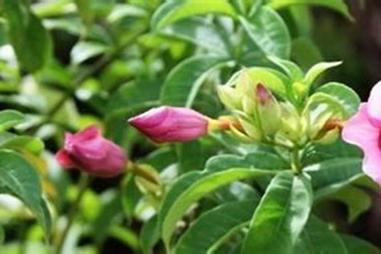 紫蝉花的养殖方法是什么