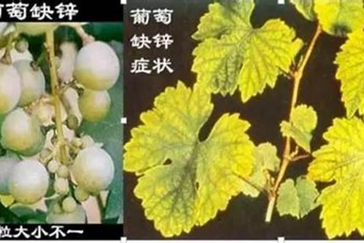 葡萄缺锌的主要症状表现在哪里？
