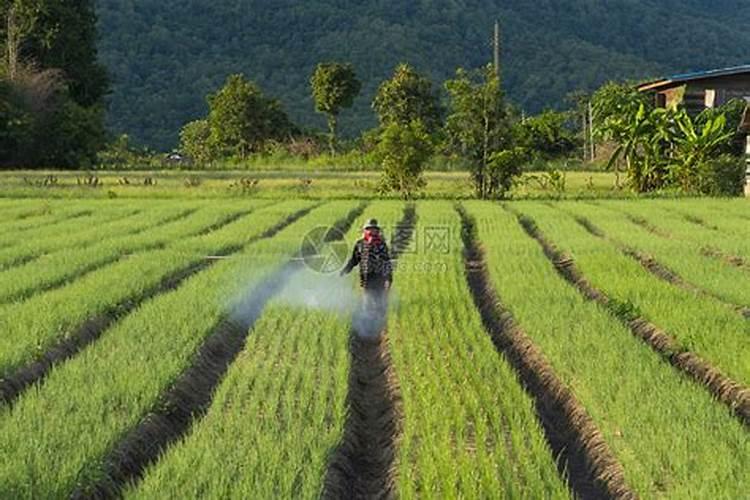 水稻大田除草剂的施用方法？