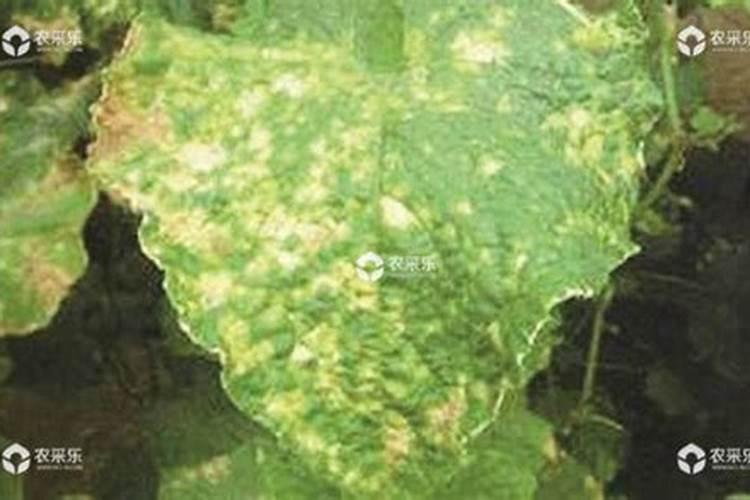 战胜绿色威胁：西兰花角斑病的识别与防治策略