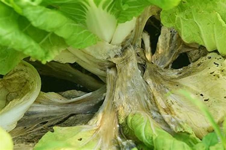 战胜白菜菌核病：防治策略与药剂选择全解析