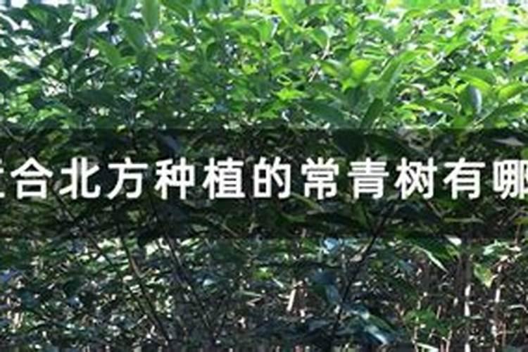 干旱地区适合种植什么
