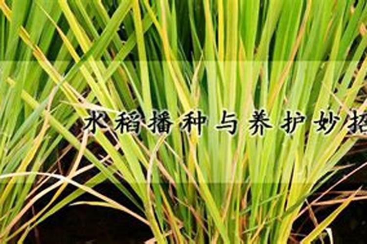 稻谷长灰孢是什么原因造成的？