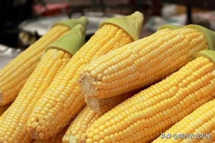 甜玉米种植技术要点