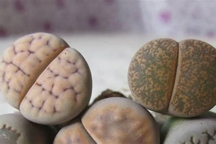 生石花皱了是什么原因