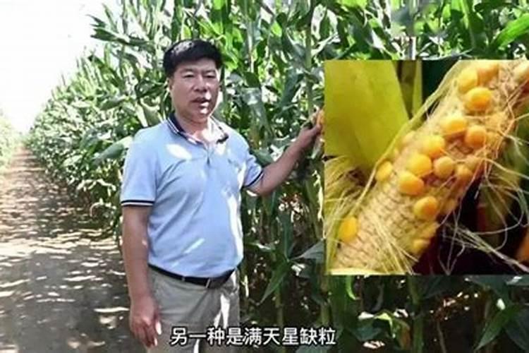 玉米棒缺粒现象的原因是什么？