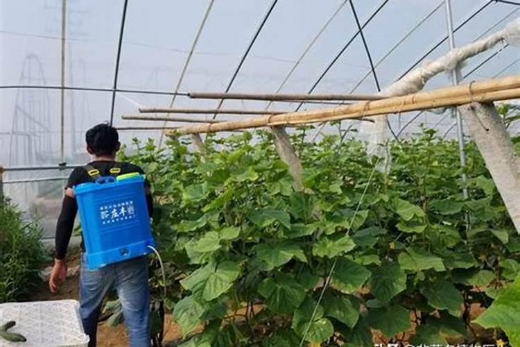 大棚黄瓜喷什么叶面肥药效果好？
