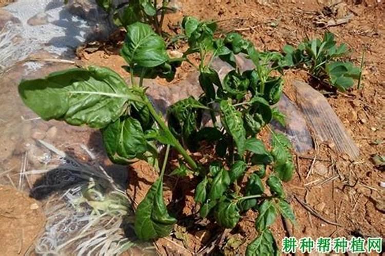 辣椒如何防治花皮子？