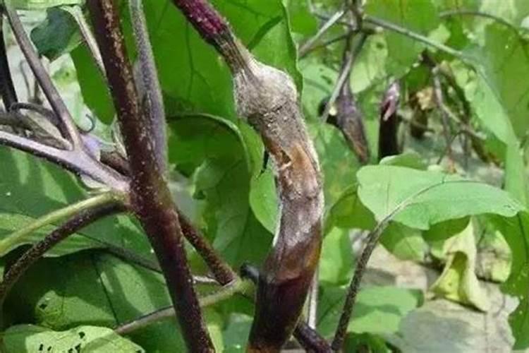 茄子缺素怎么办？茄子缺素的症状表现