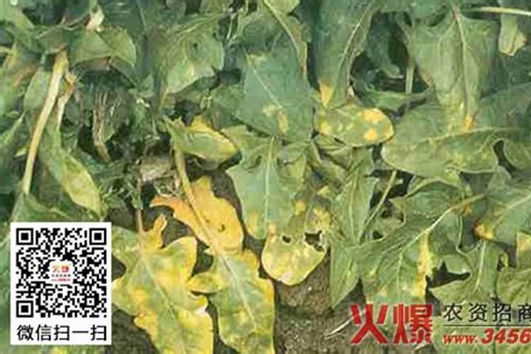 菠菜霜霉病的田间防治方法？