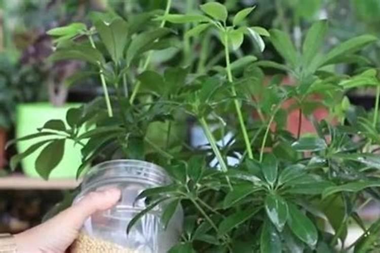 绿意盎然：花木浇水的科学之道