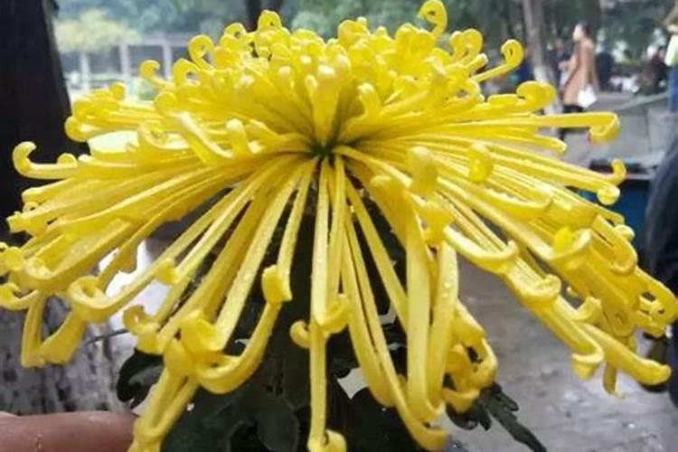 盆栽案头菊怎样栽培？