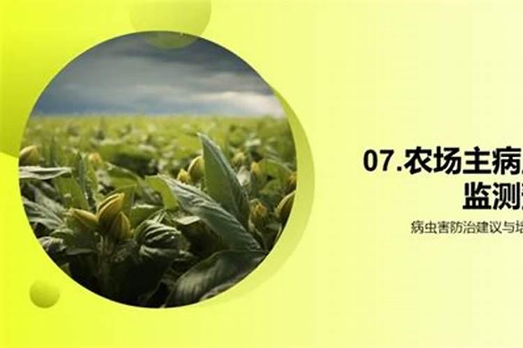 夏季玉米田的守护者：病虫害防治策略全解析