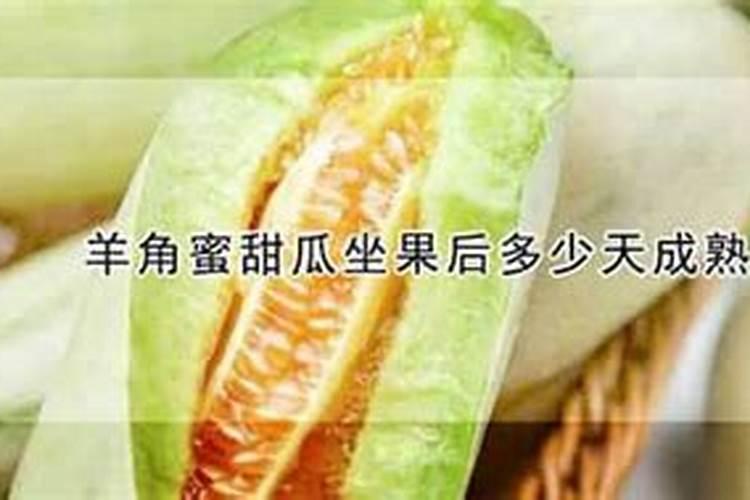 羊角蜜甜瓜的种植与成熟周期解析