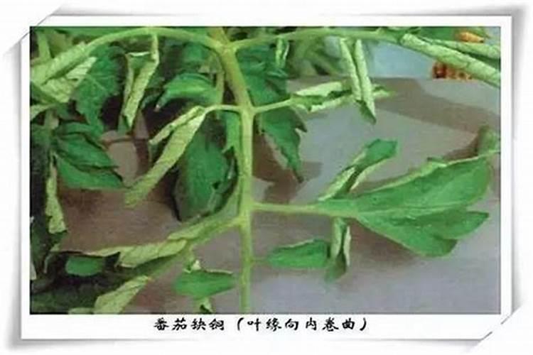 番茄叶片卷缩原因多？
