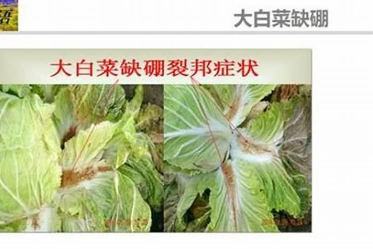 白菜缺硼缺镁怎么办？