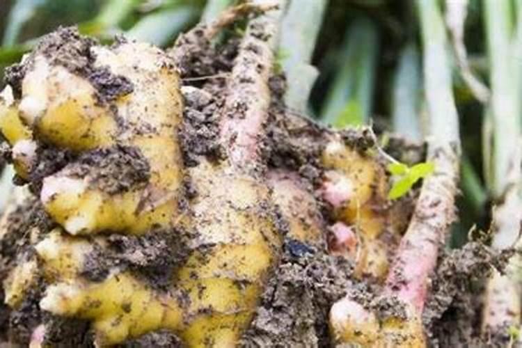 揭秘生姜的种植秘籍：从播种到收获的全程技术指南
