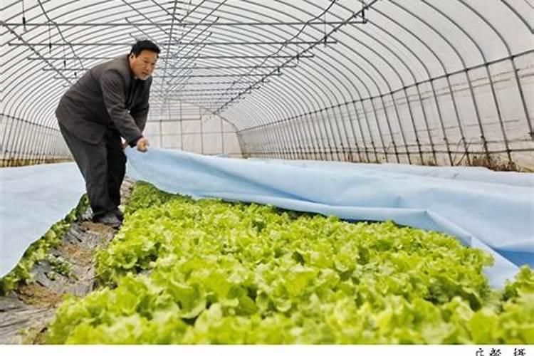 抵御严寒：低温冷害时蔬菜的防寒技术要点解析