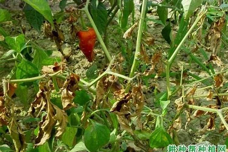 用什么药能有效预防辣椒枯萎病？