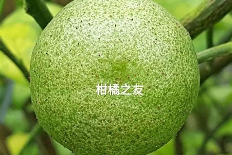 守护绿意盎然：柑桔树干注药防治红蜘蛛的创新试验