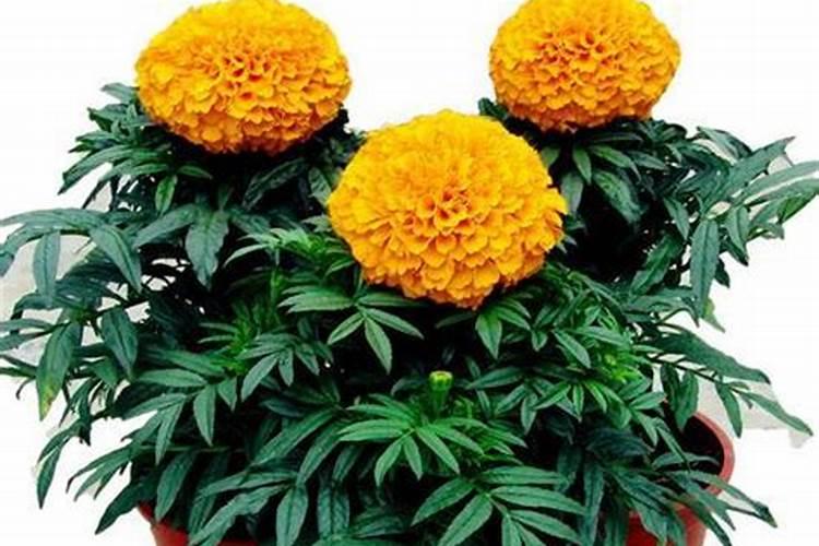 万寿菊施肥技巧及用量注意事项