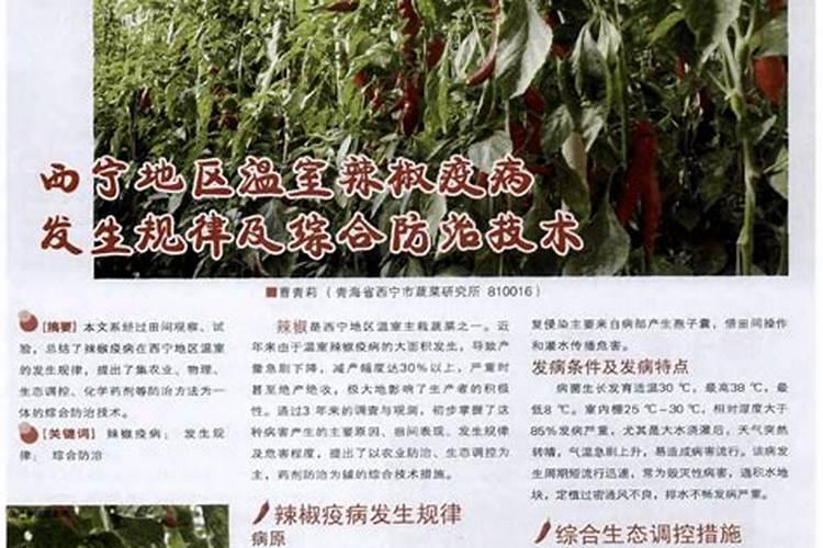 辣椒疫病的综合防治