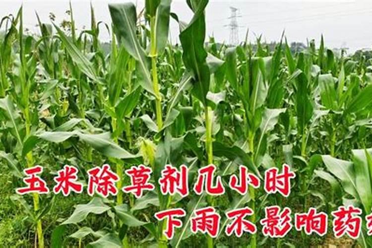 影响玉米除草剂药效的真实原因